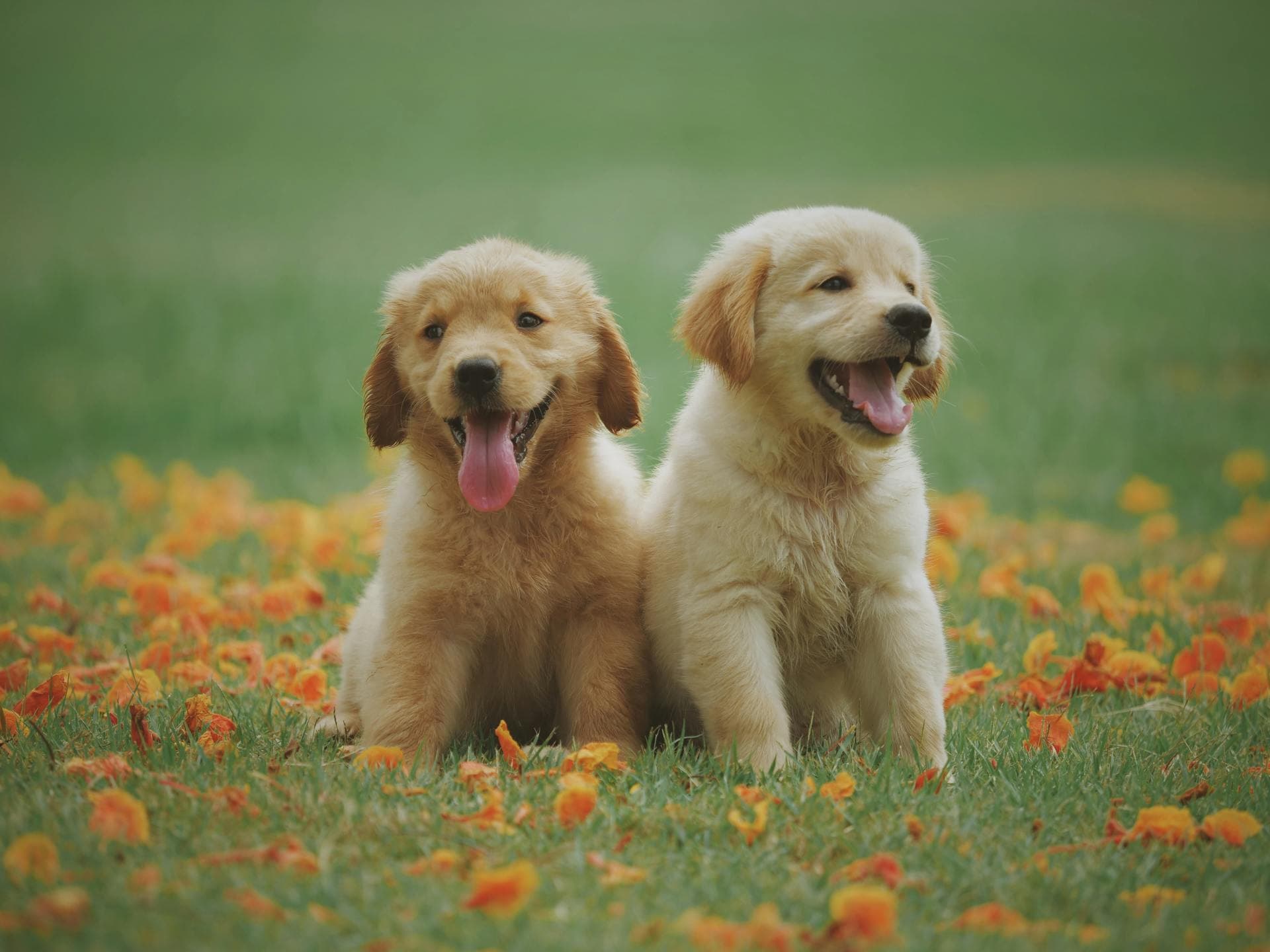 Happy golden retriever puppies in a safe home environment - protect your pets from radon gas exposure in Atlanta