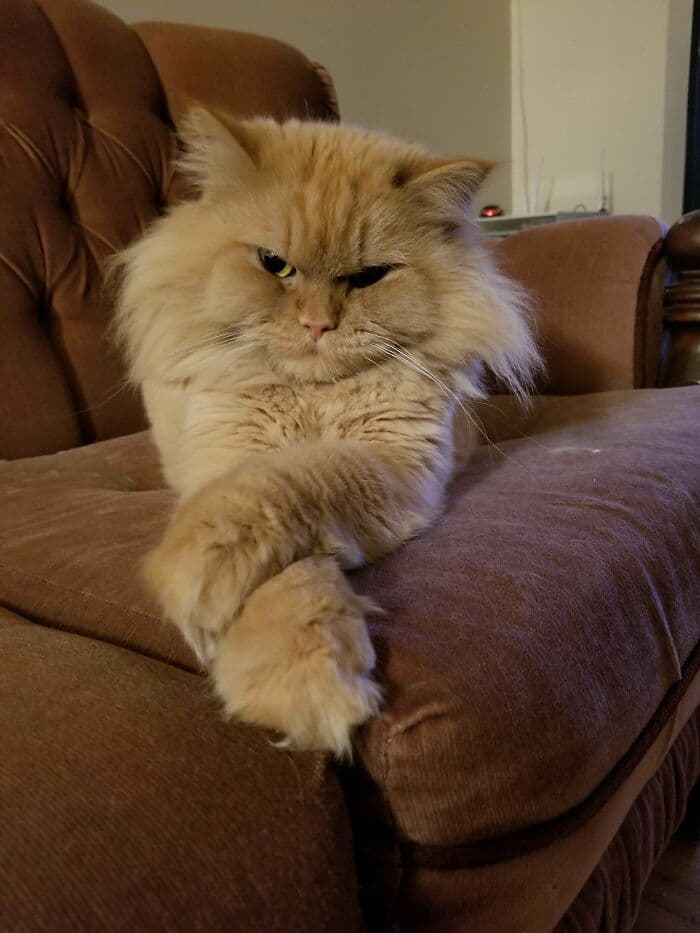 An Orange Cat Went Viral for Detecting Radon Gas - Here's What Every Homeowner Should Know